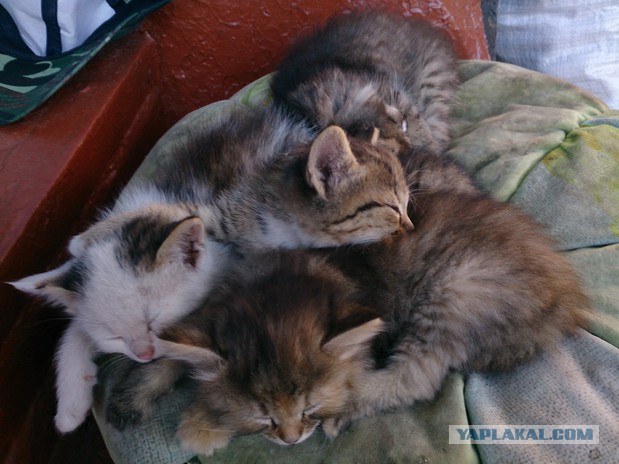 Котовторник 27.09.16