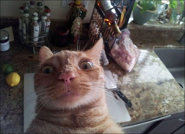 Коты из сети