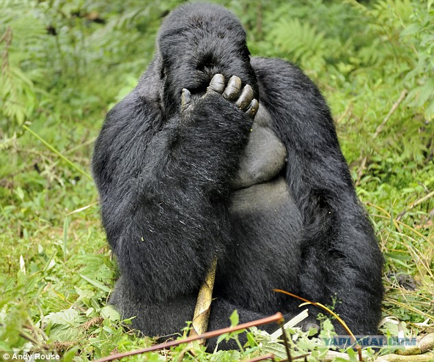 Шокирующие африканские традиции: это с гориллами