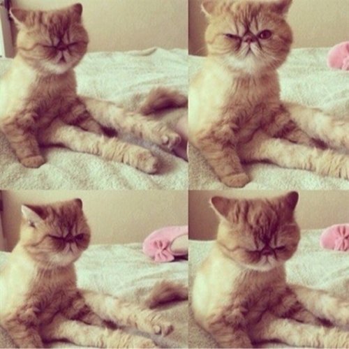 Коты и Кошки