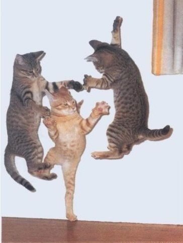Коты и Кошки