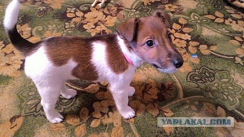 Собаки и хозяева: первая встреча