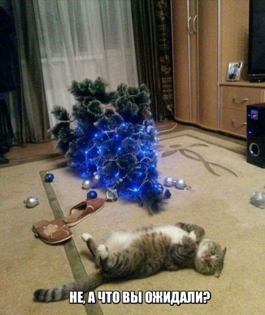 Коты и Кошки