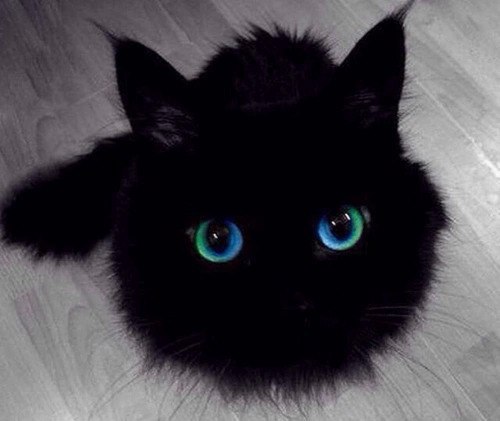 Неадекватные коты