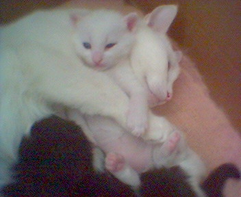 Котомет на вторник 03.02.08