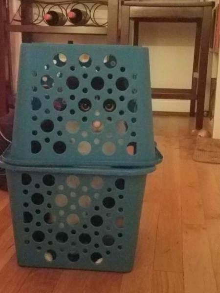 Прикольных котов пост