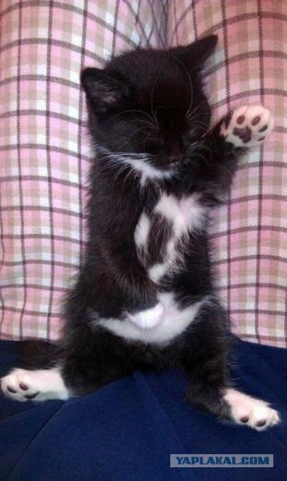 Котовторник 06.12.2011