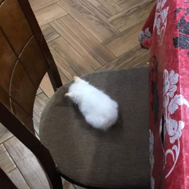 Эти забавные животные
