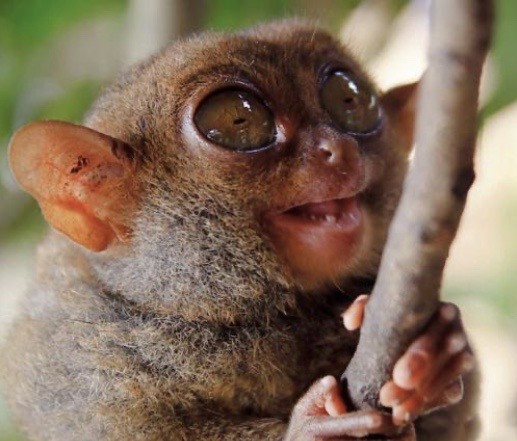 Ученые наконец-то выяснили, почему у вомбатов квадратные какашки