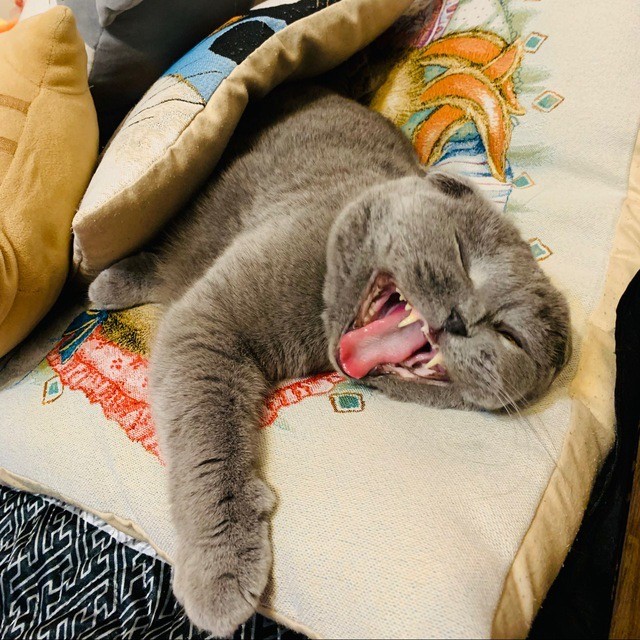 Лето и коты