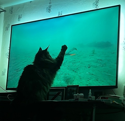 Кот, который смотрит на собак, как на свою добычу