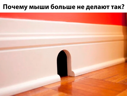 Весёлый полтишок 08.07.25