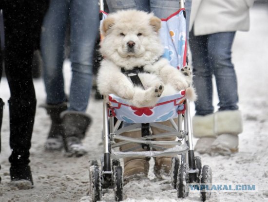 Что такое собака в доме