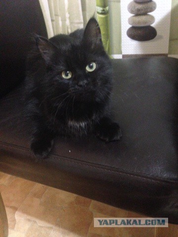 Котята выросли