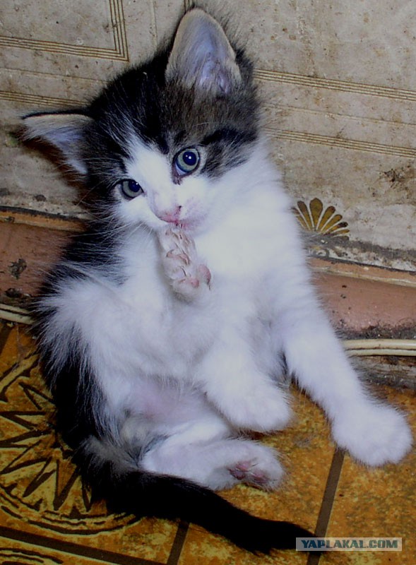 Котовторник