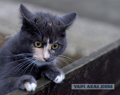 Котооо-о-о-вторник