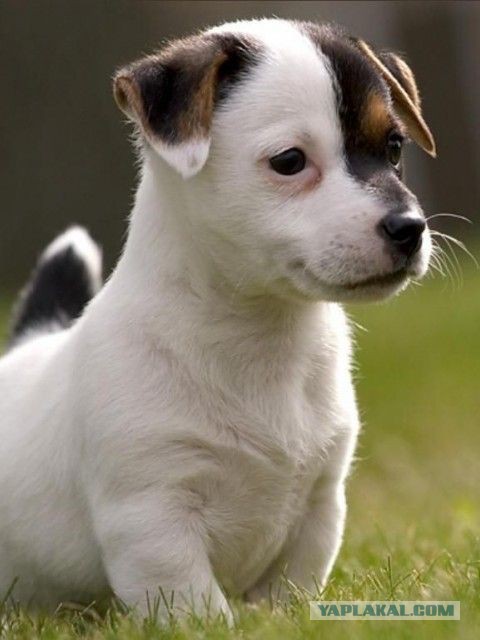 Собакочетверг