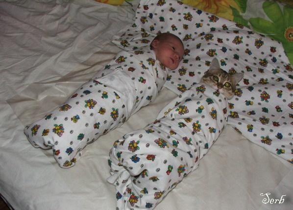 Дети и коты