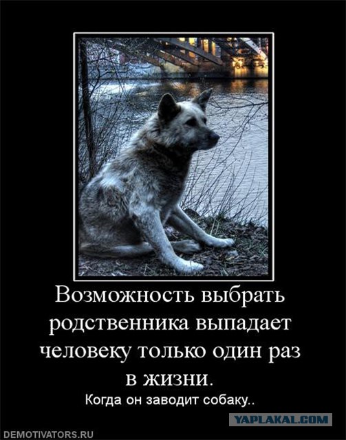 Пёс вернулся домой через 10 лет