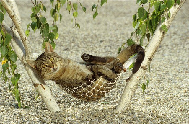 Коты из сети