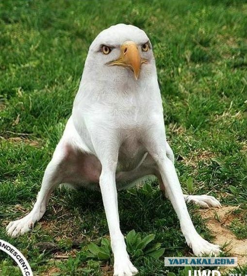 Соскучилилсь руки по фотошопу...