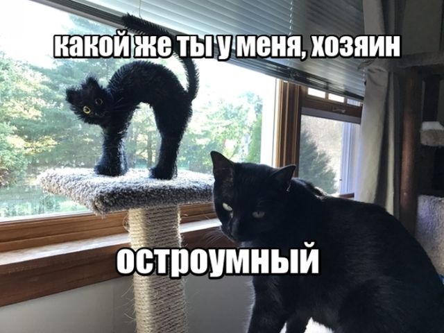 Коты и Кошки