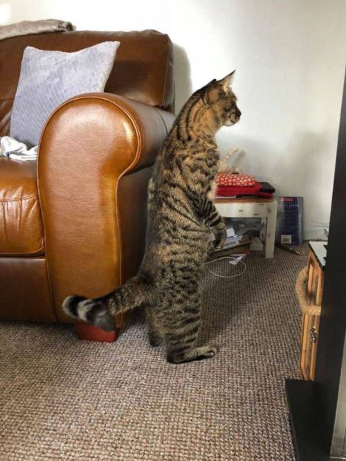 Коты и Кошки