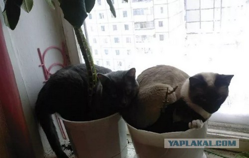 Фото, перед просмотром которых нужна валерьянка
