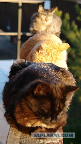 Котовторник на ЯПлакалъ (20.05.08), прикольные коты, добавляем свои!