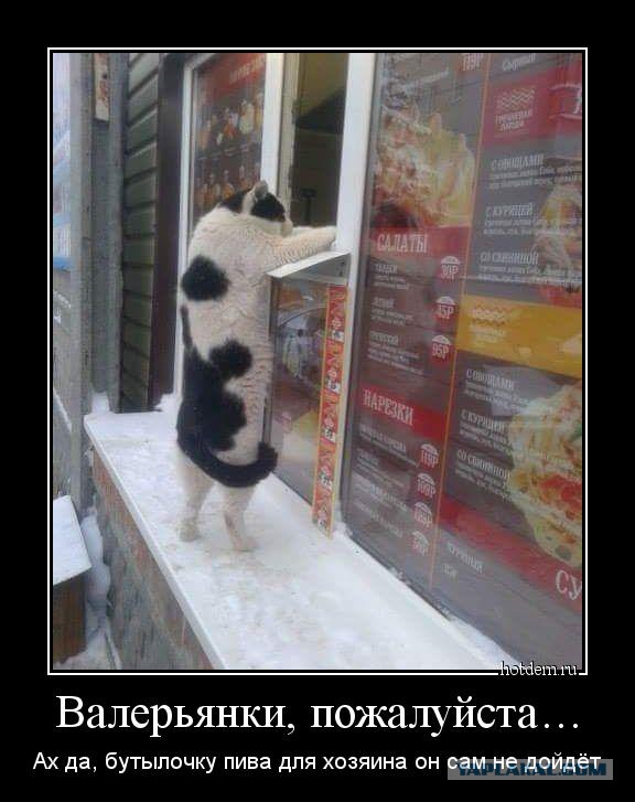 Картинки из интернетов