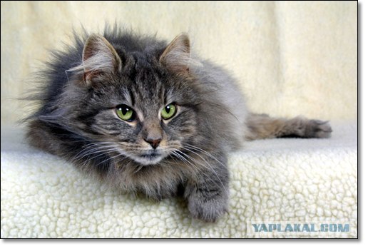 Котовторник (20.01)