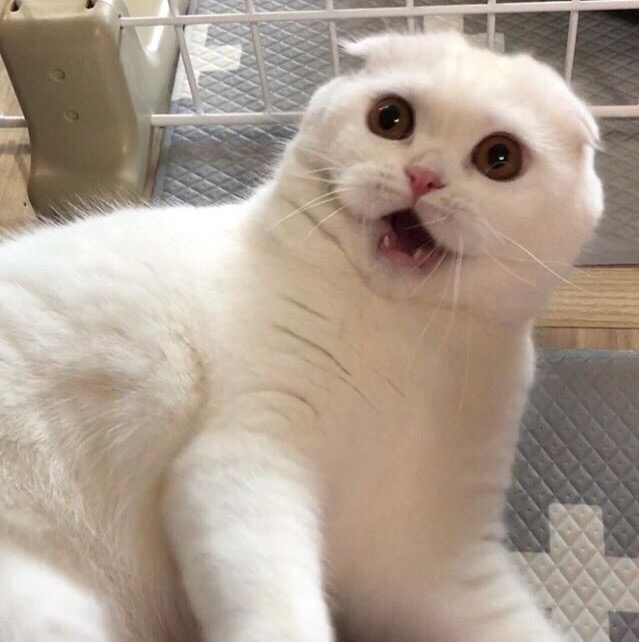 Прикольных котов пост