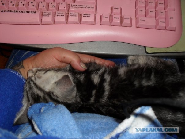 Последний Котовторник... октября :)