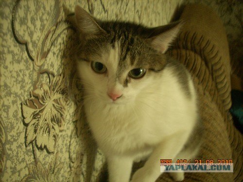 Котовторник 1.02.2011