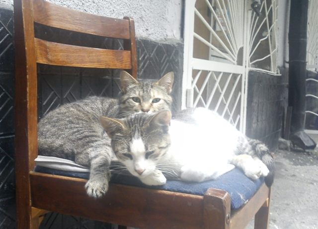 Первый котовторник июля