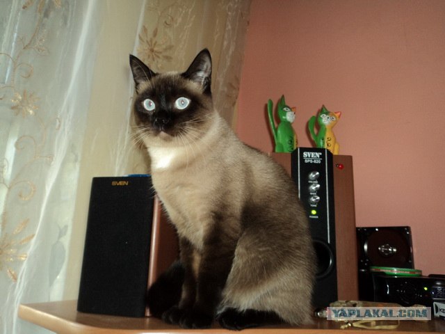 Котовторник в "КотоГетто"