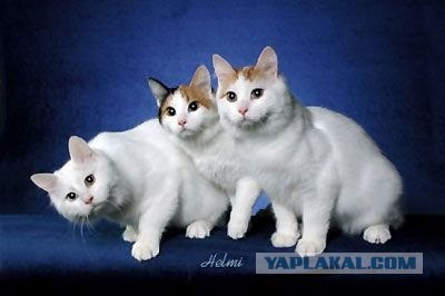 Котовторник 20.12.2011