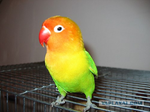 Котовторник! 13.03.2012