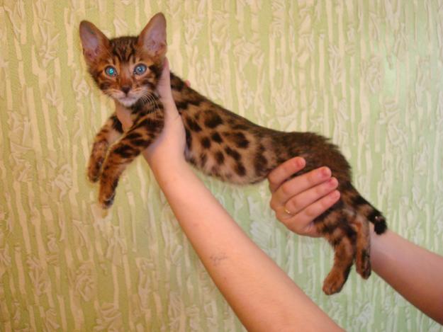 Котовторник 24.04.2012