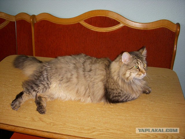 Котовторник  19.06.2012