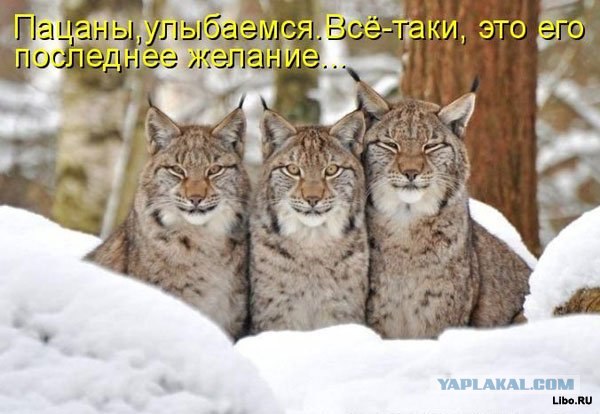 Замечательный сосед