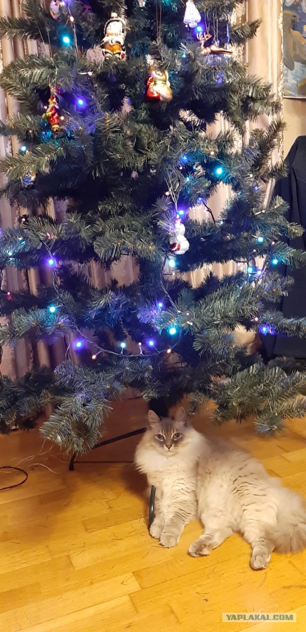 Последний котовторник 2020 года