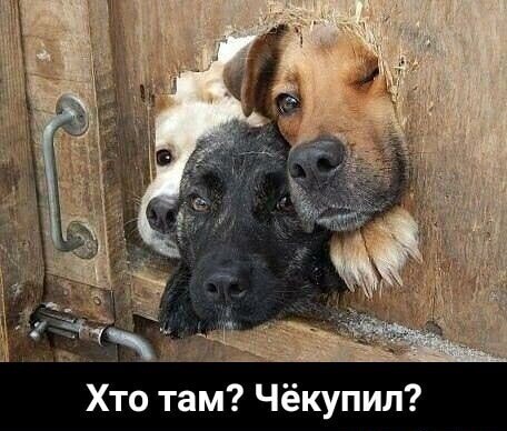 Баянисто-небаянистый юмор 24.04.21