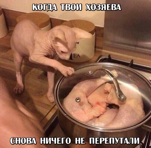 Всяческие картинки 10.12.2021