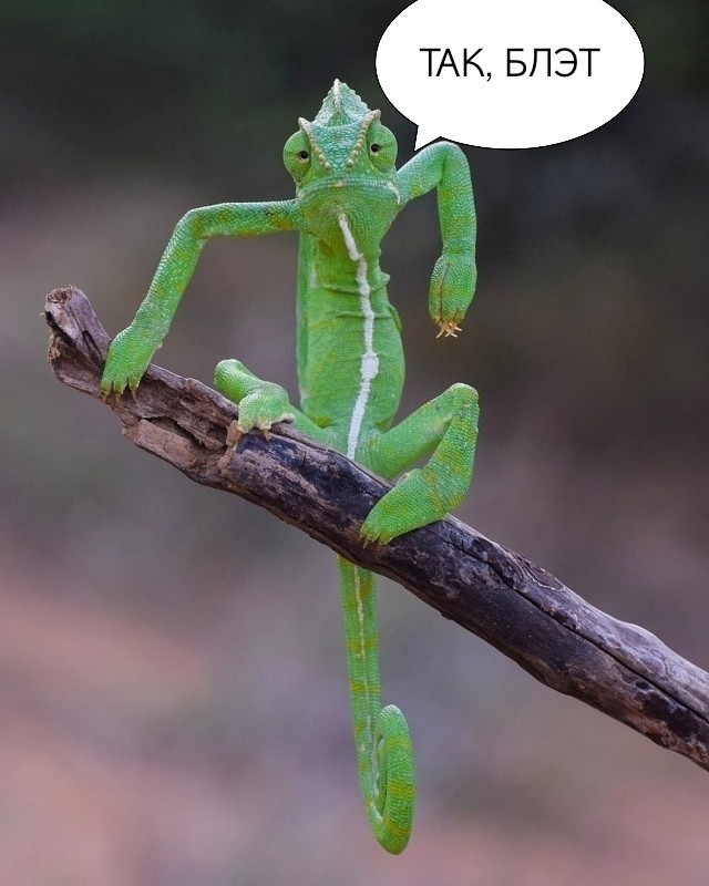 Финалисты ежегодного конкурса забавных фотографий с животными Comedy Wildlife Photography Awards