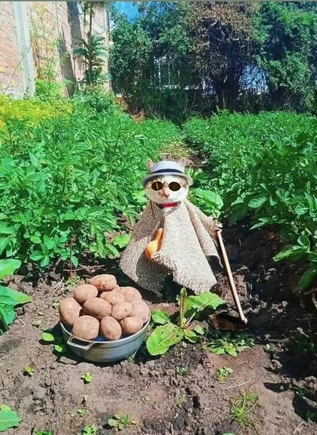 У каджита  есть товар