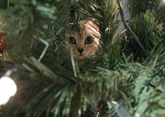 Жизнь домашнего приюта "Котоленд" 419
