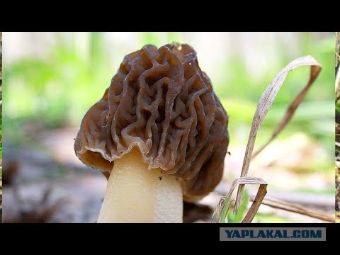 С праздником, товарищи!