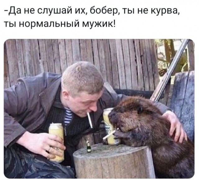 Встретил бобра