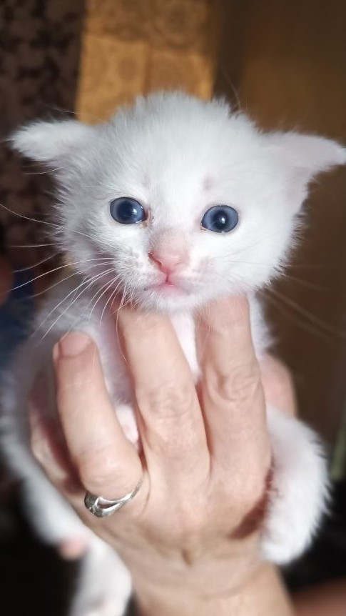 Котовторник же!